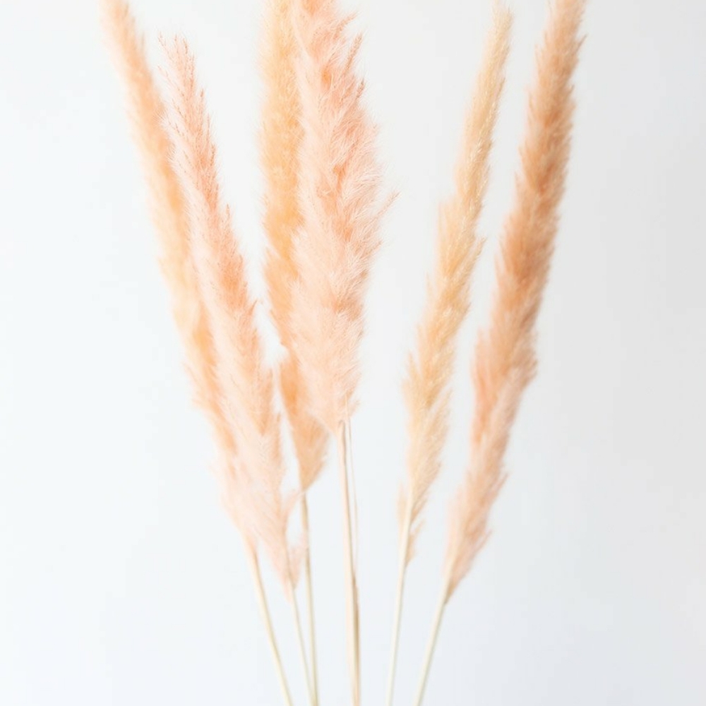 6 Smooth Rosy Peach Pink Pampas Grass